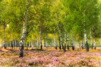 Heather and birches in the morning light
