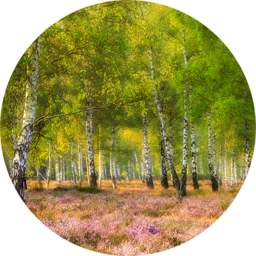 Heide en berken in het ochtendlicht van Daniela Beyer