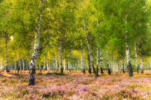Heather and birches in the morning light
