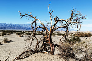 Versengender Baum