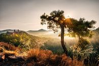 Goldener Herbst im Pfälzer Wald von Voss Fine Art Fotografie Miniaturansicht