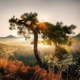Goldener Herbst im Pfälzer Wald von Voss Fine Art Fotografie