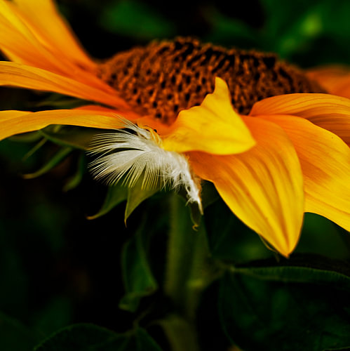 plume de tournesol 01