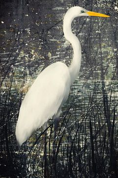 Great White Egret in the Alluvial Forest by Christine Nöhmeier