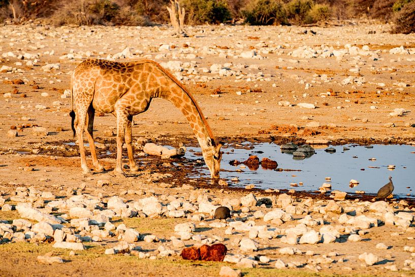 Drinking young giraffe. by Merijn Loch