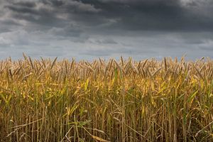 Getreide, unter bedrohlichem Himmel