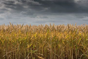 Graan, onder dreigende lucht van Ans Bastiaanssen