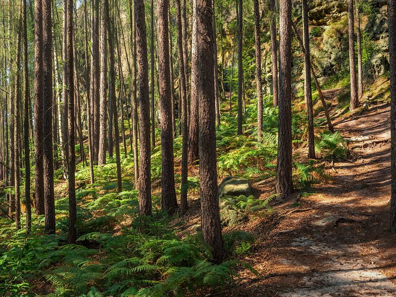 Königsweg, Saxon Switzerland - Forest path at Wartburg by Pixelwerk