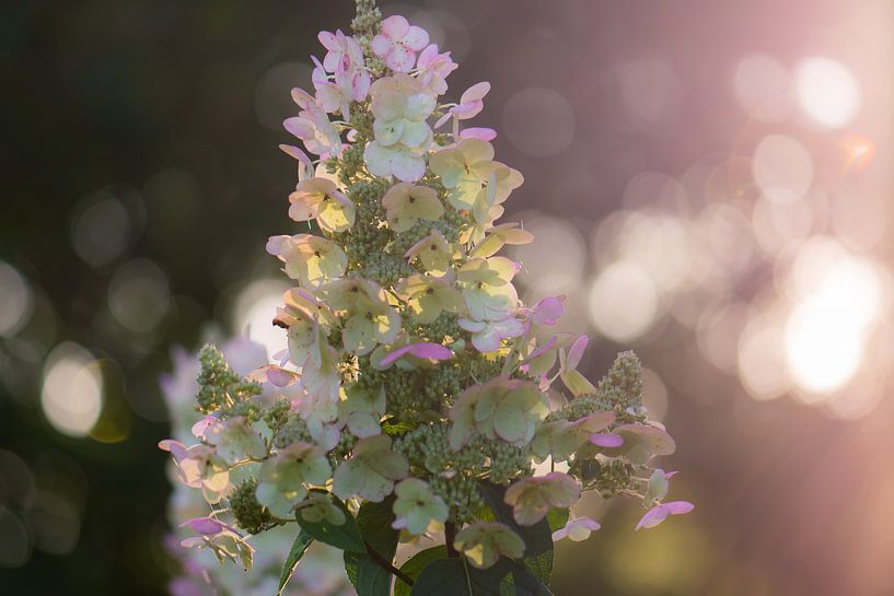 hortensia de bokeh par Tania Perneel