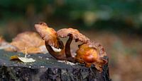 Mushroom trio brown by Annemarie Wolkers-Ven thumbnail
