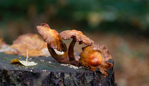 Paddestoelentrio bruin