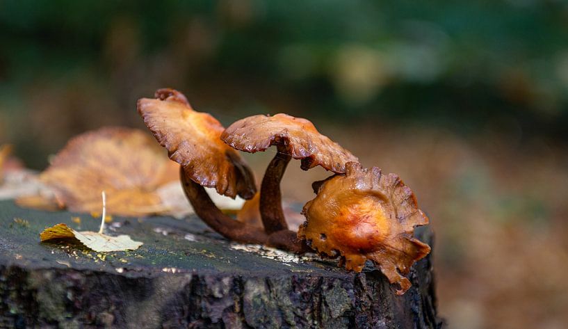 Mushroom trio brown by Annemarie Wolkers-Ven
