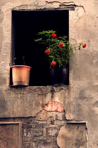 Des murs qui s'effacent, des fleurs qui s'épanouissent