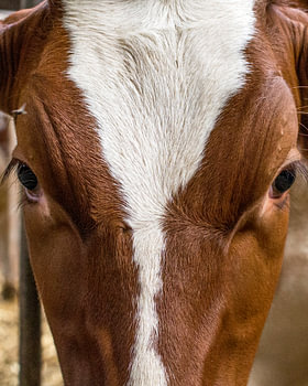 red-and-white cow 3