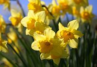 Narcissen