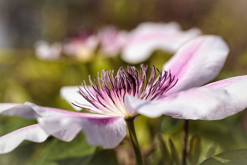 Clematis by Rob Boon