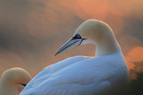 Fous de Bassan Île de Helgoland Allemagne