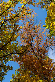 Colourful leaves in the autumn forest