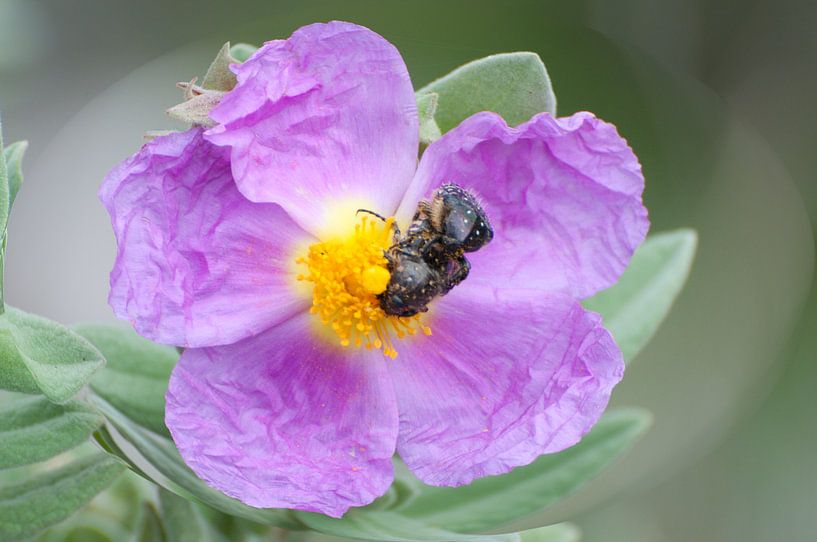 Fons 20 by Fons Hayes