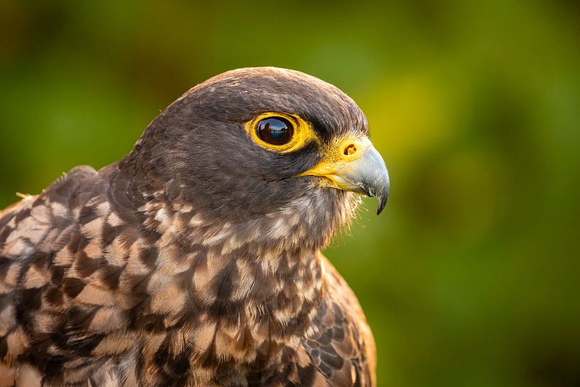 Portrait d'un faucon-saker par Roland Brack