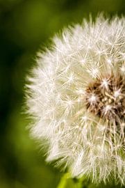 Cristal clear dandelion