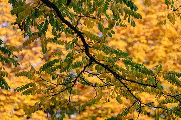 Een fantastische herfstfoto, compositie van groen en gele bladeren van Robert Coolen