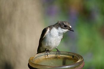 Een Niewsgierige Vliegenvanger
