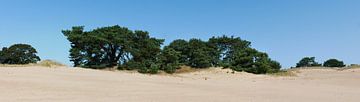 Panorama van een zandduin. van Wim vd Neut