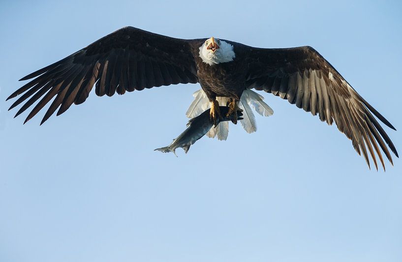 Amerikaanse Zeearend in vlucht van Menno Schaefer