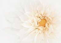 Dahlia star