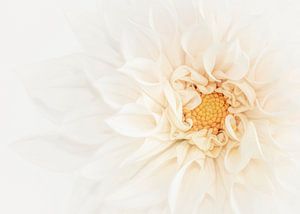 Dahlia étoile