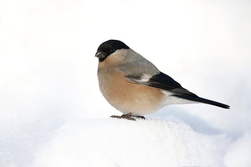 Female Baikal Bullfinch (Pyrrhula pyrrhula cineracea) by AGAMI Photo Agency