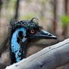Emu in de struisvogelfarm Curaçao van Karel Frielink