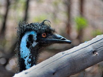 Emu at ostrich farm Curaçao by Karel Frielink