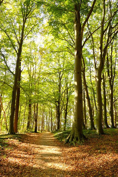 Autumn forest by Ostsee Bilder