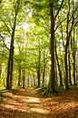 Autumn forest by Ostsee Bilder thumbnail