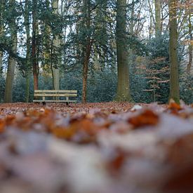 The Fallow Paterswolde by Henriette Tischler van Sleen