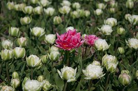 Alone von Arthur Wijnen