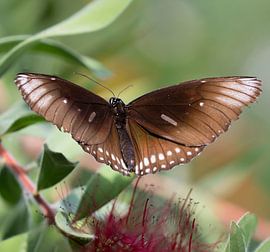 Oleander Butterfly by Ingrid Ronde