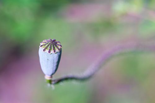 Zaadpeul van een maïsmop