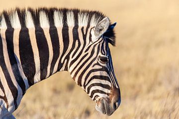 Zijwaarts portret van zebra in woestijn van Simone Janssen