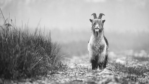 Land goat in the Alde Feanen (black and white) by Martijn van Dellen