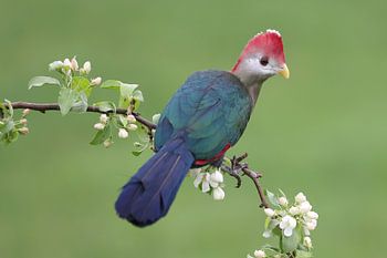 Rotscheiteltölpel (Tauraco erythrolophus)