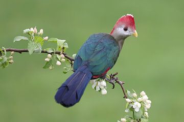 Roodkuiftoerako (Tauraco erythrolophus) van Ronald Pol