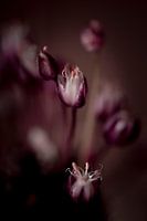 Blumenkunst