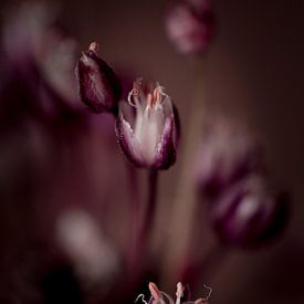 Blumenkunst von Anouk Strijbos