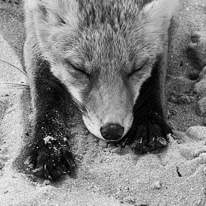 Renard endormi en noir et blanc