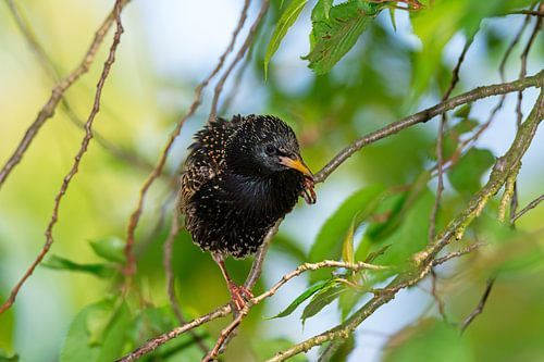 Een spreeuw zit op een tak