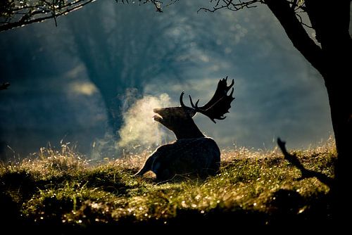 fallow deer in the early morning