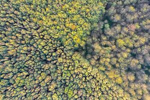 Deciduous forests in the Netherlands
